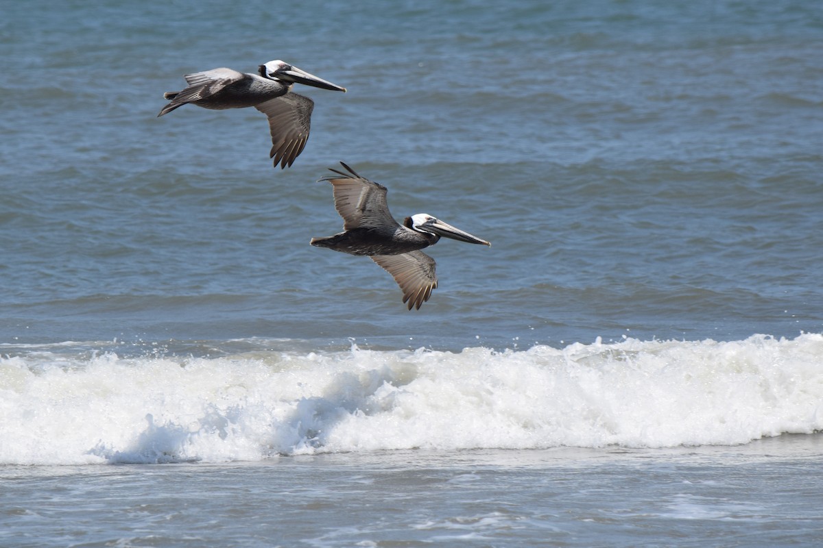 Brown Pelican - ML619699536