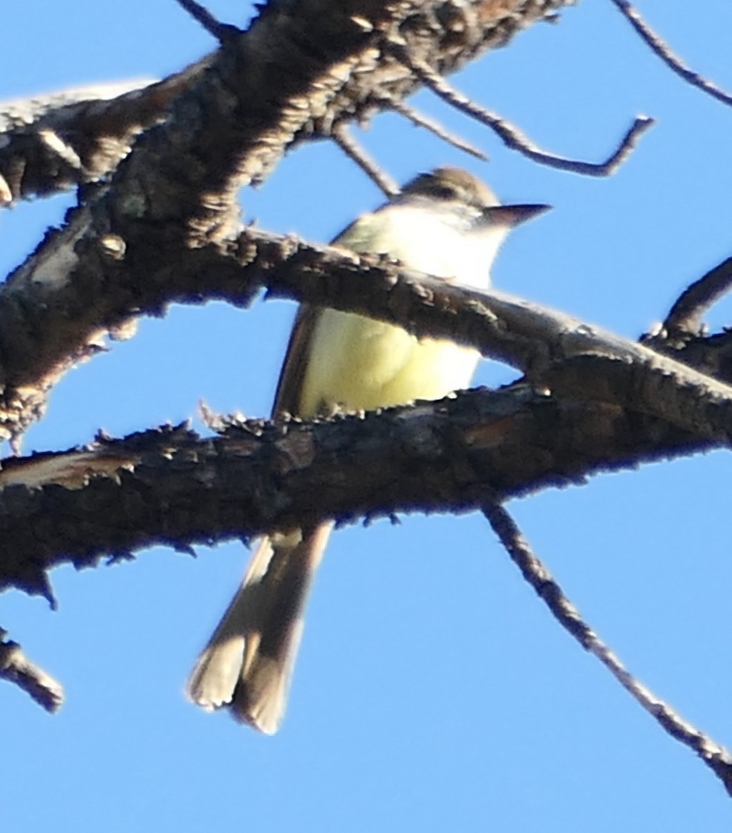 Dusky-capped Flycatcher - ML619699540