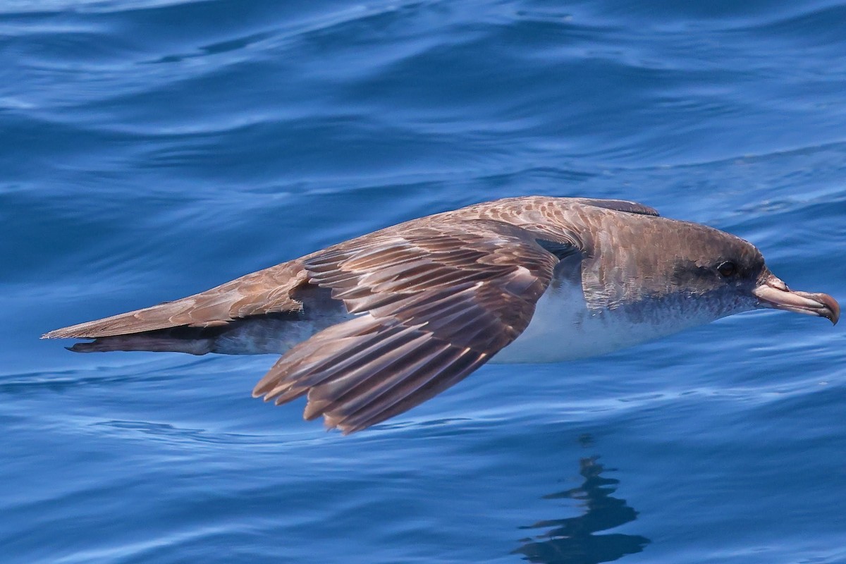 Pink-footed Shearwater - ML619699548