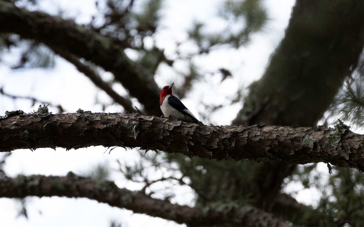 Red-headed Woodpecker - ML619699590
