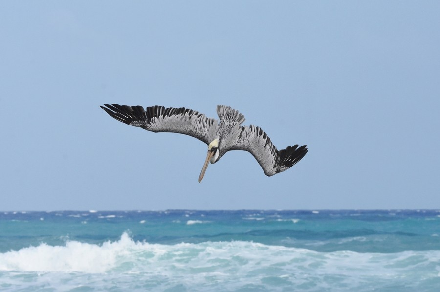 pelikán hnědý - ML619699599