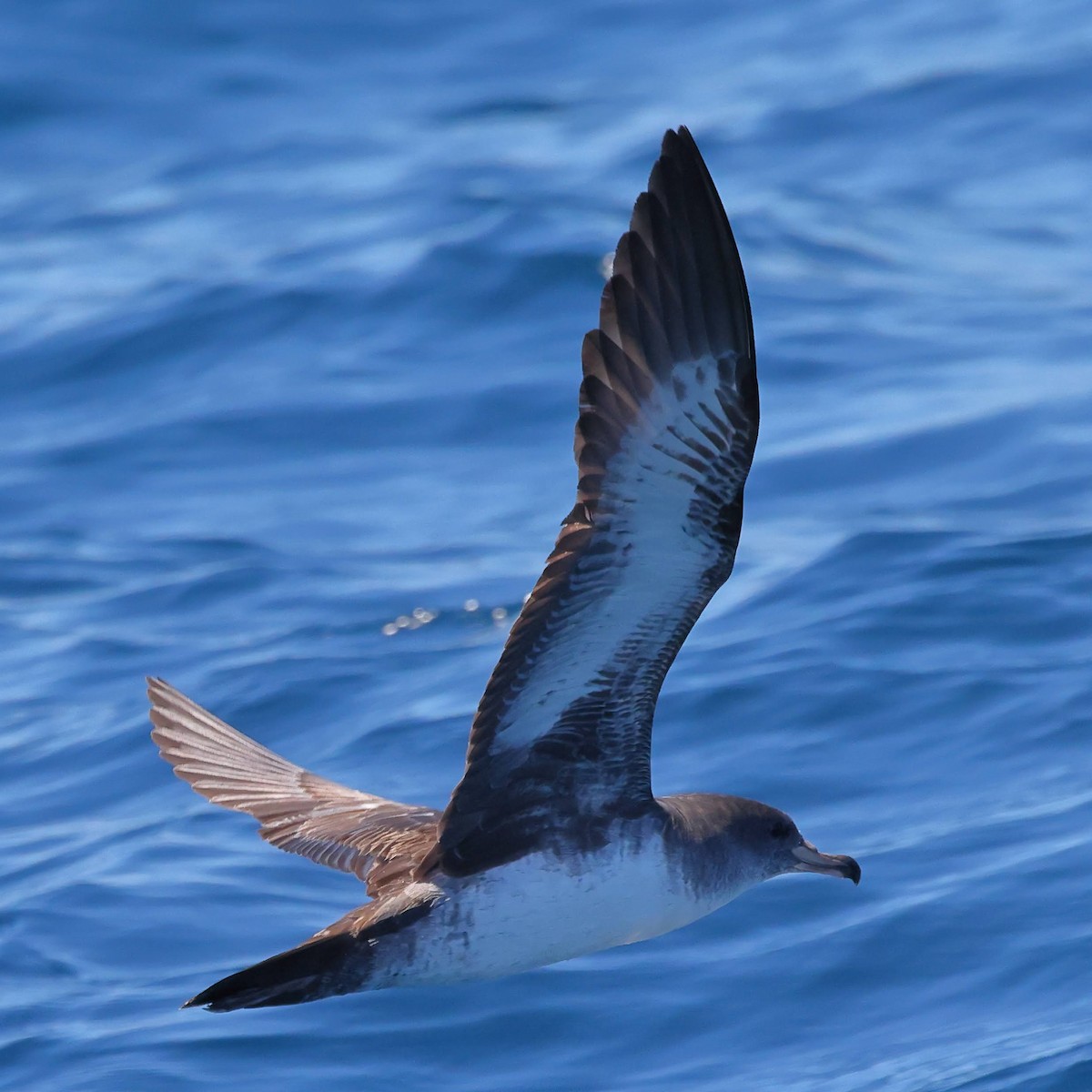 Pink-footed Shearwater - ML619699606