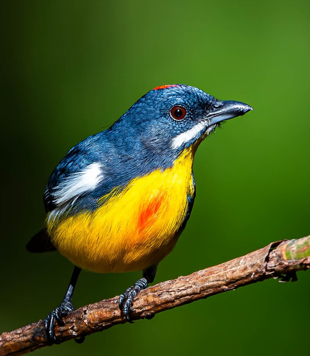 Palawan Flowerpecker - ML619699620