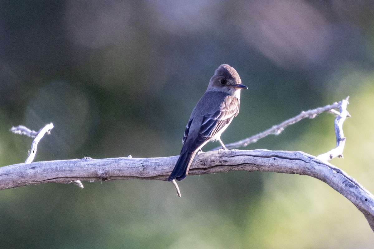 Western Wood-Pewee - ML619699622