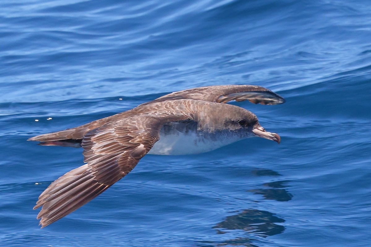 Pink-footed Shearwater - ML619699633