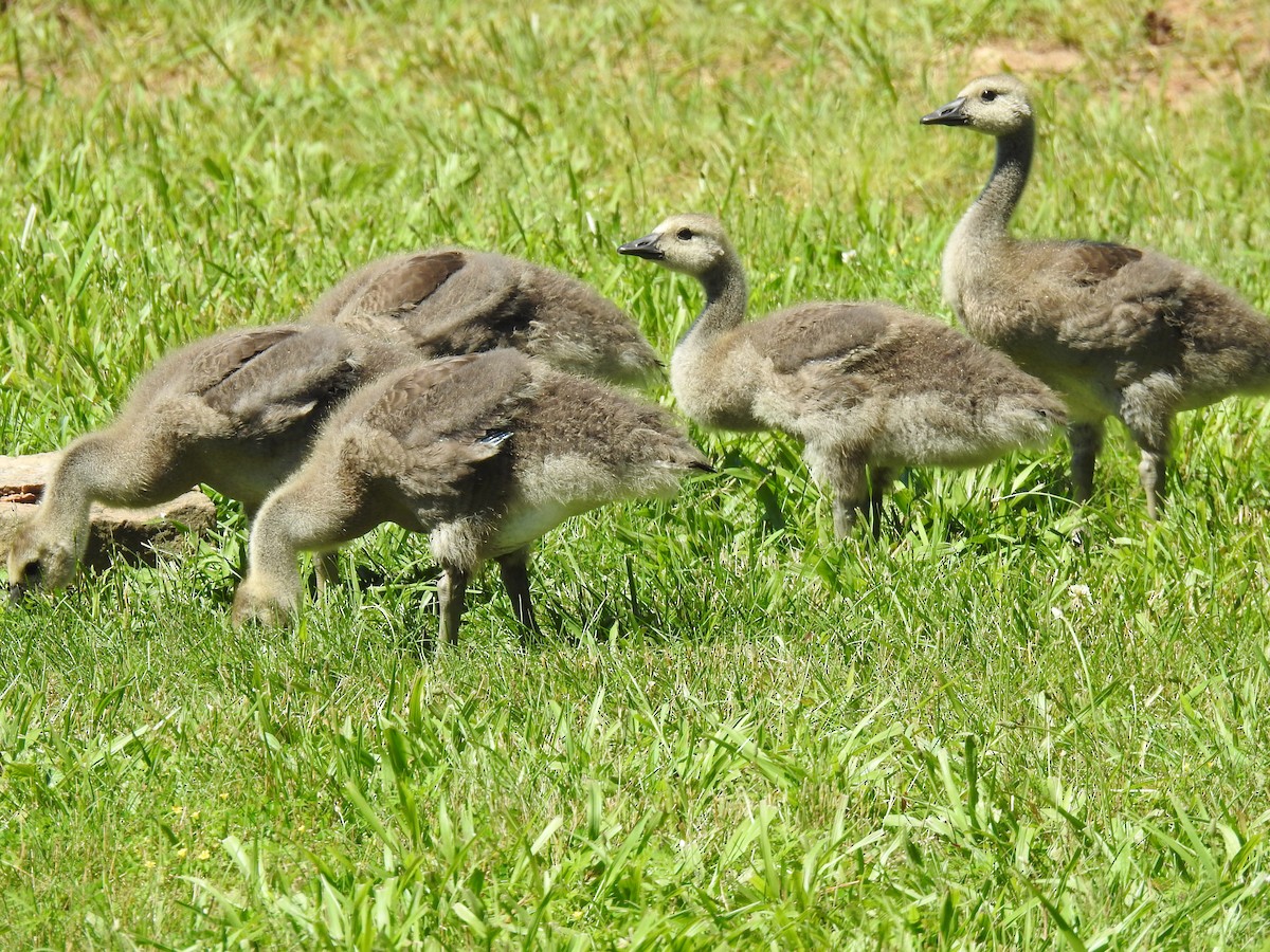 Canada Goose - ML619699644