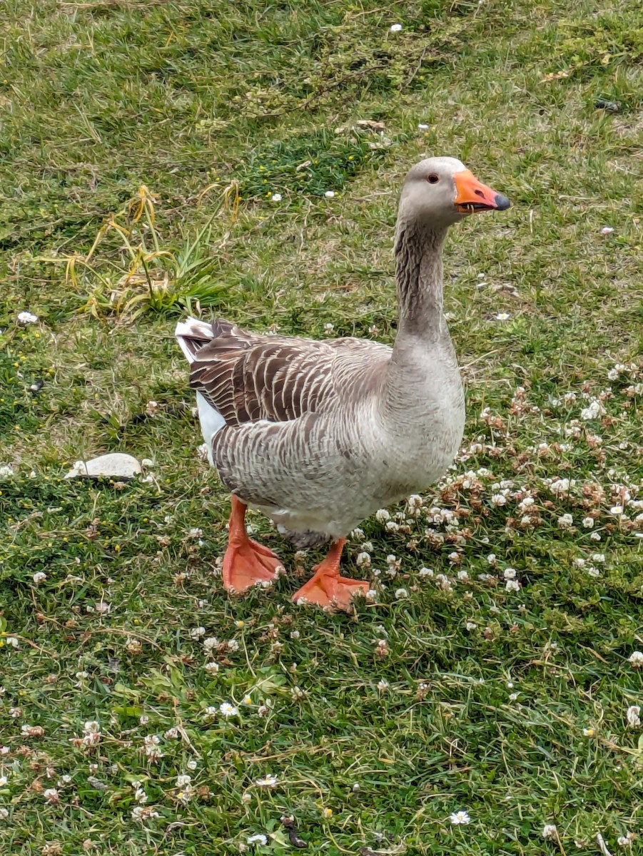 Graylag Goose (Domestic type) - ML619699666