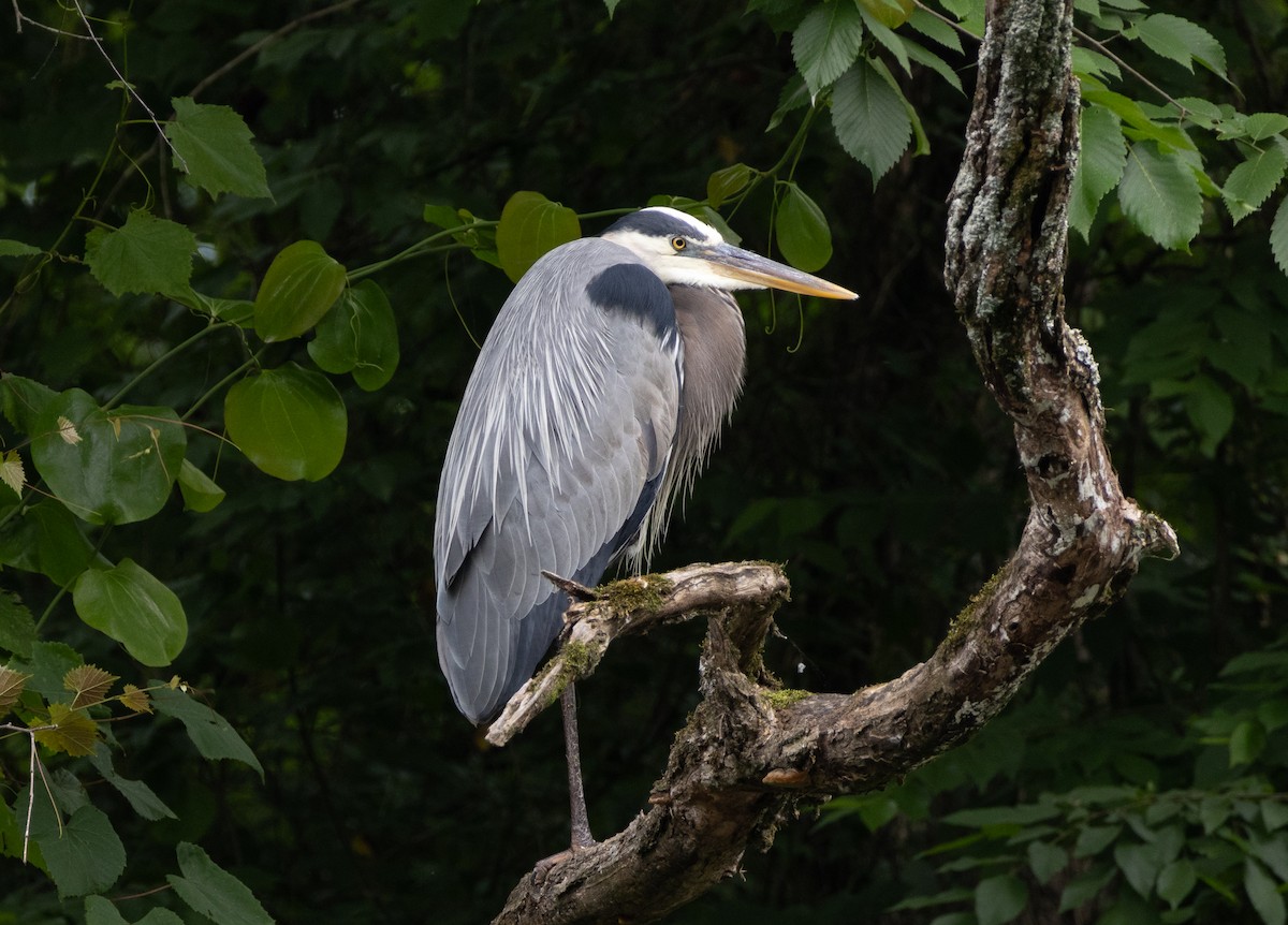 Great Blue Heron - ML619699667