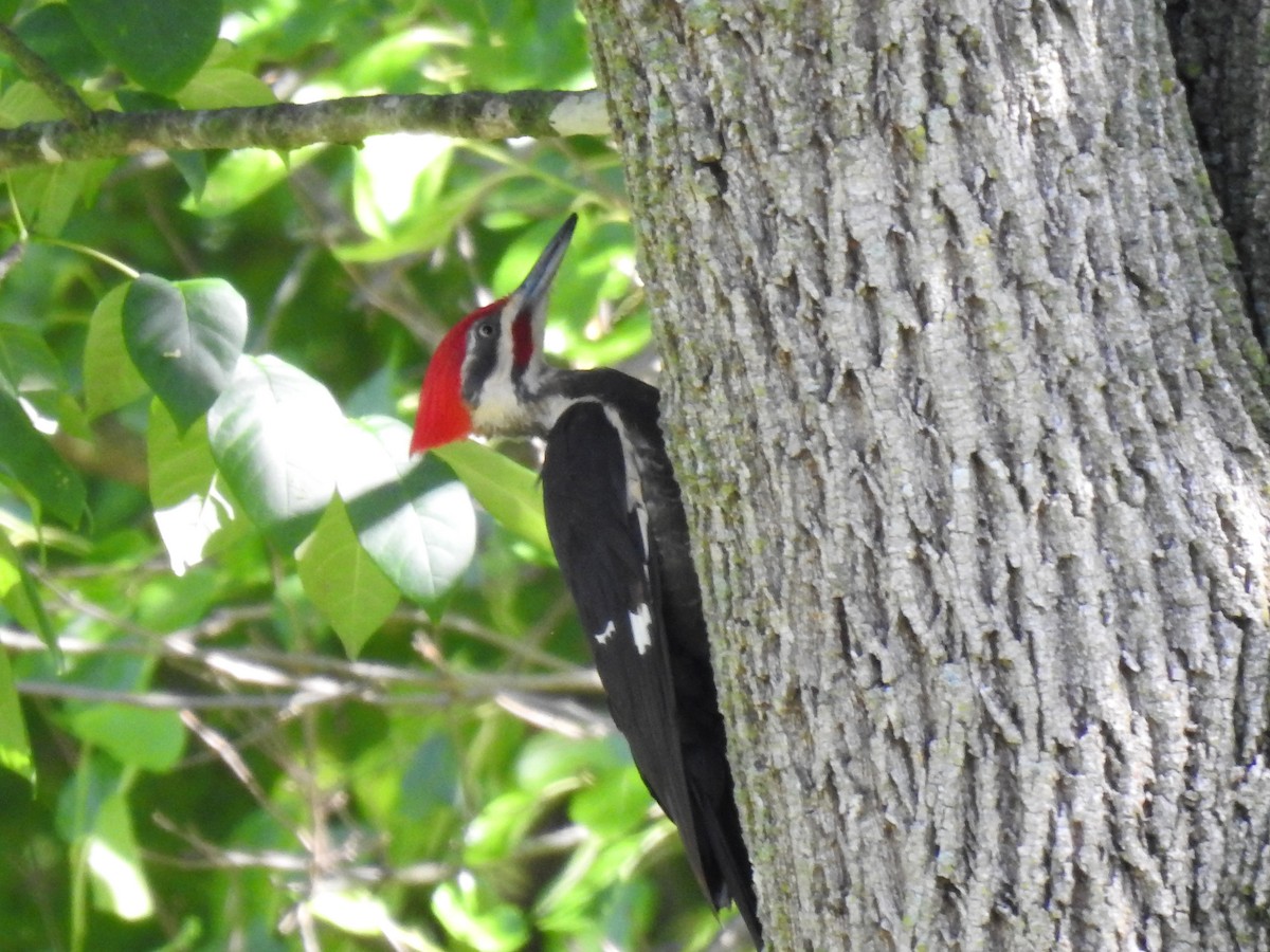 Pileated Woodpecker - ML619699688