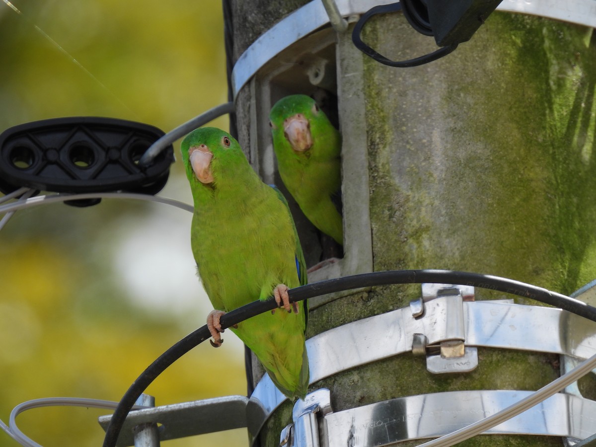 Riparian Parrotlet - Luis Miguel Murcia Betancourt