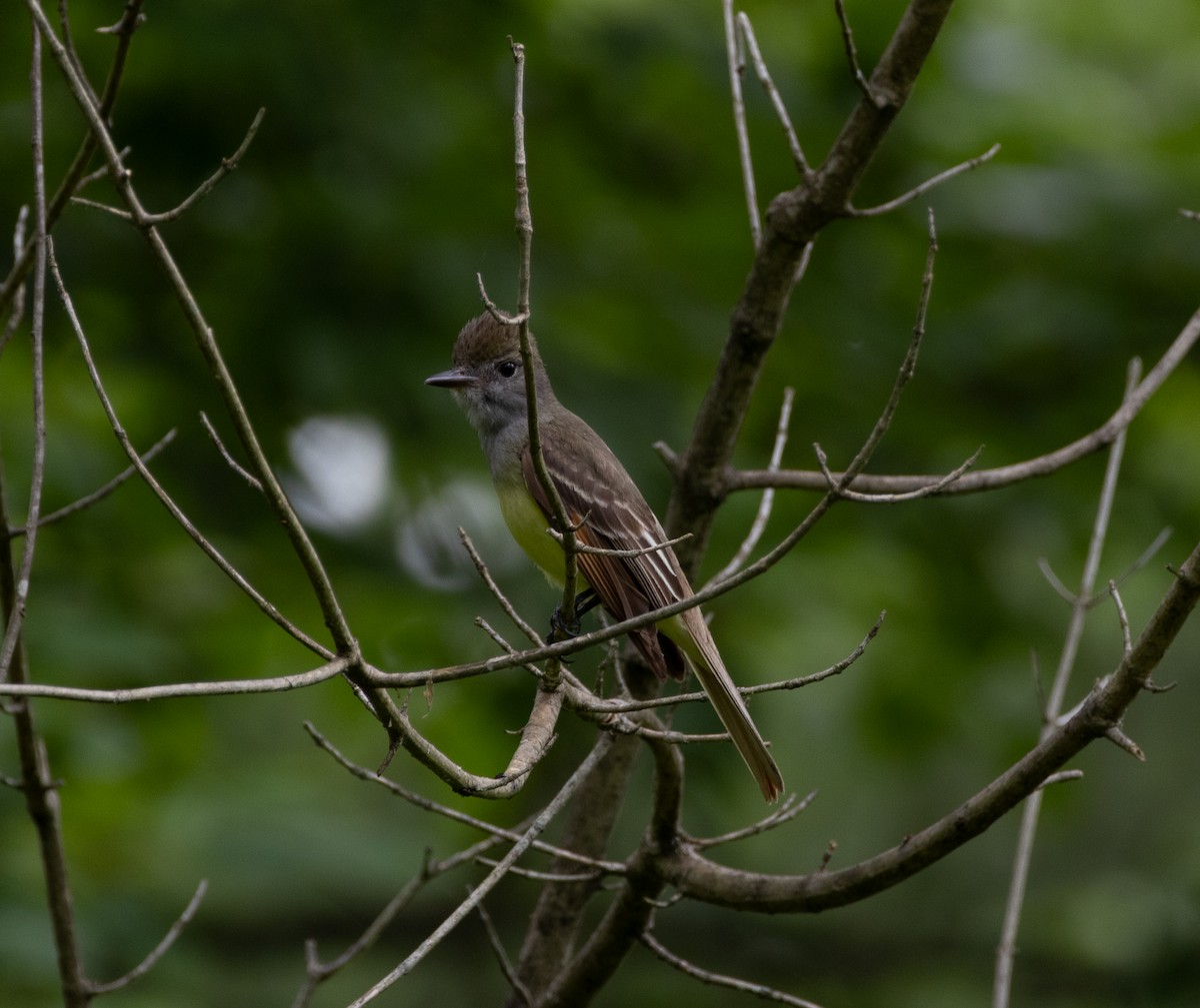 Great Crested Flycatcher - ML619699697