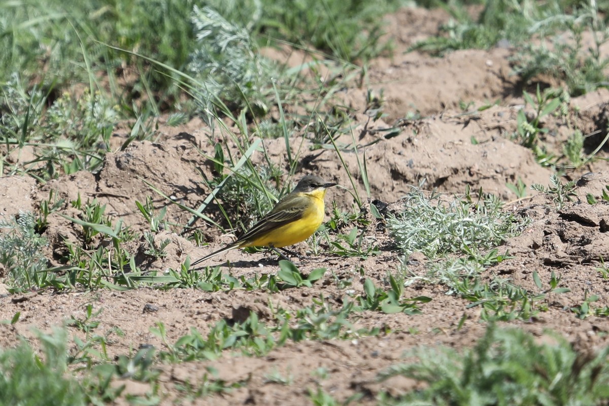 Western Yellow Wagtail (flava/beema) - ML619699702