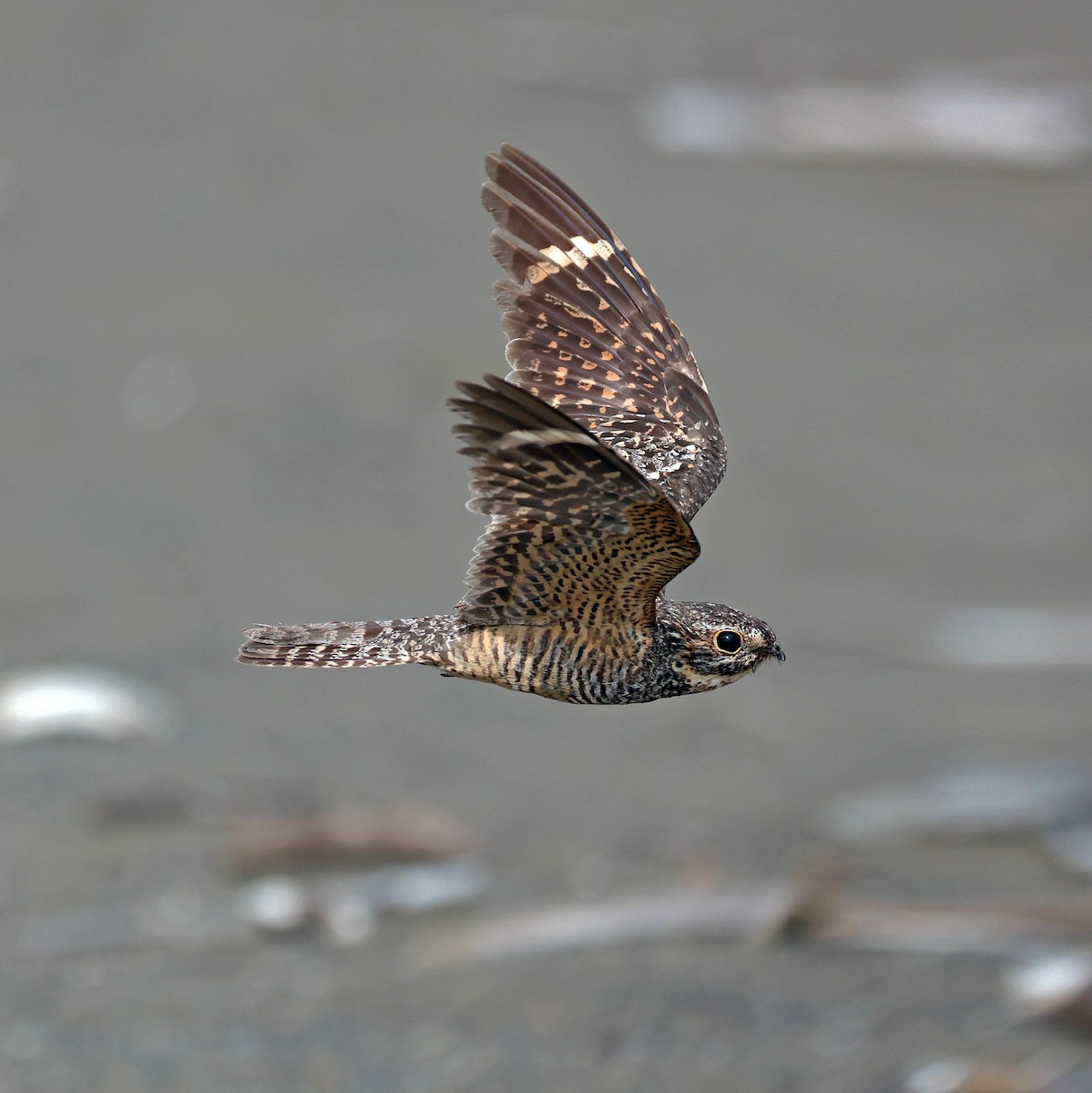 Lesser Nighthawk - ML619699708