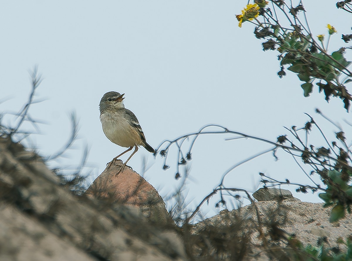 Short-tailed Field Tyrant - ML619699714