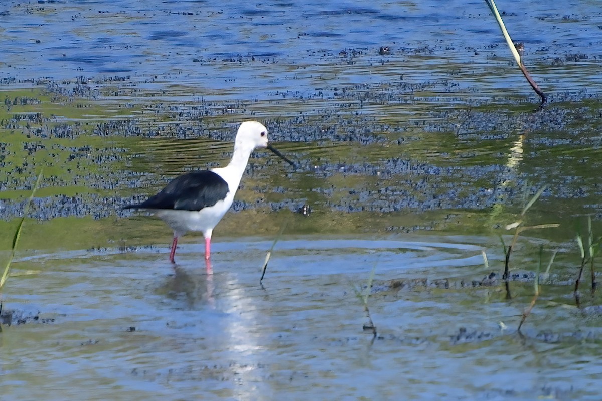 Black-winged Stilt - ML619699728