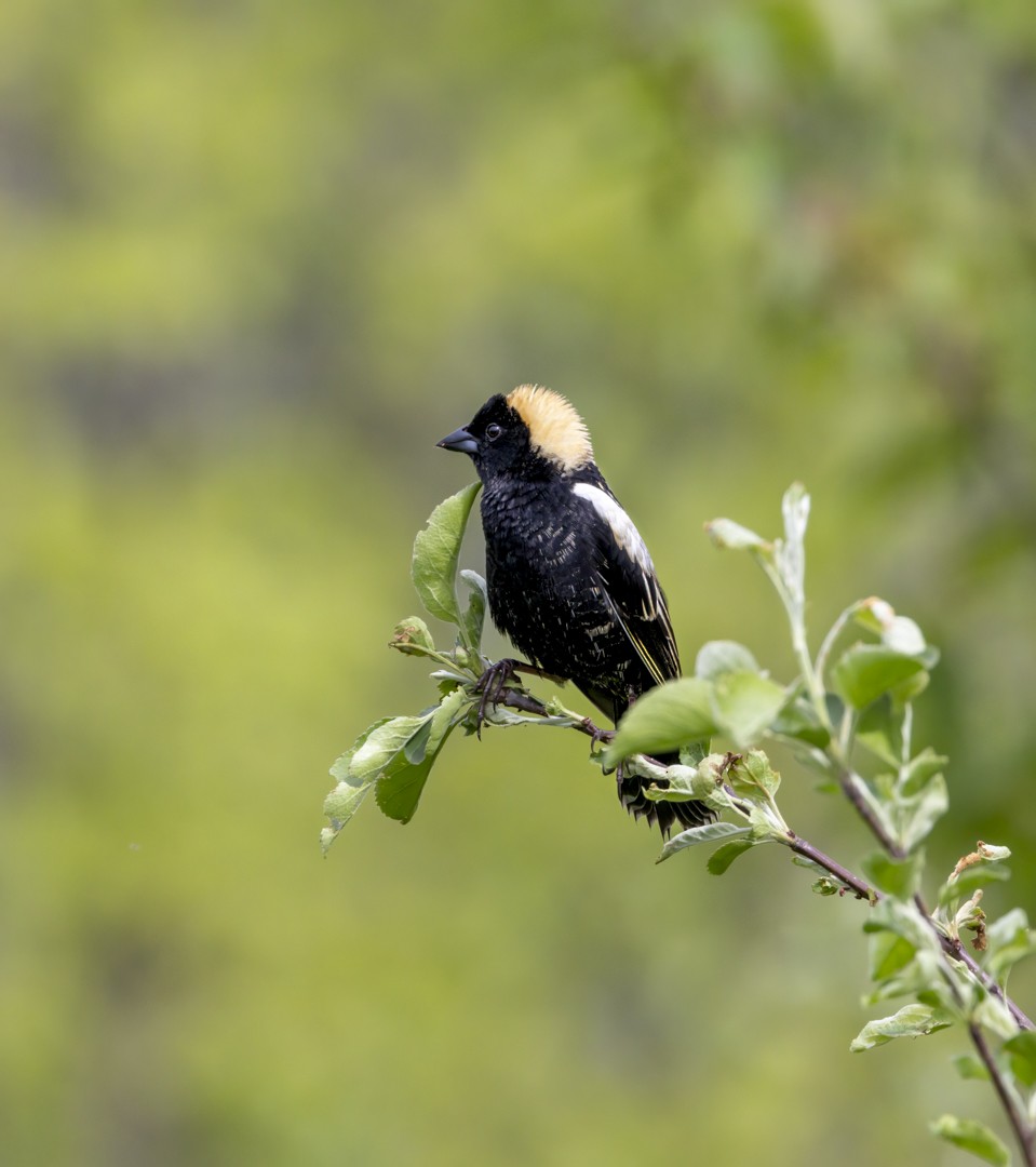 Bobolink - Liette Desfosses