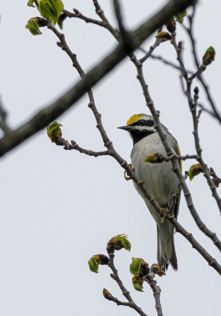 Golden-winged Warbler - ML619699754