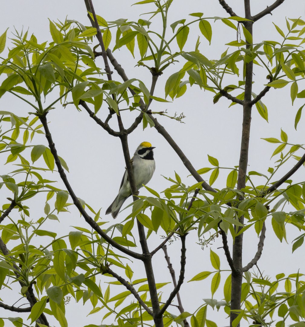 Golden-winged Warbler - ML619699755