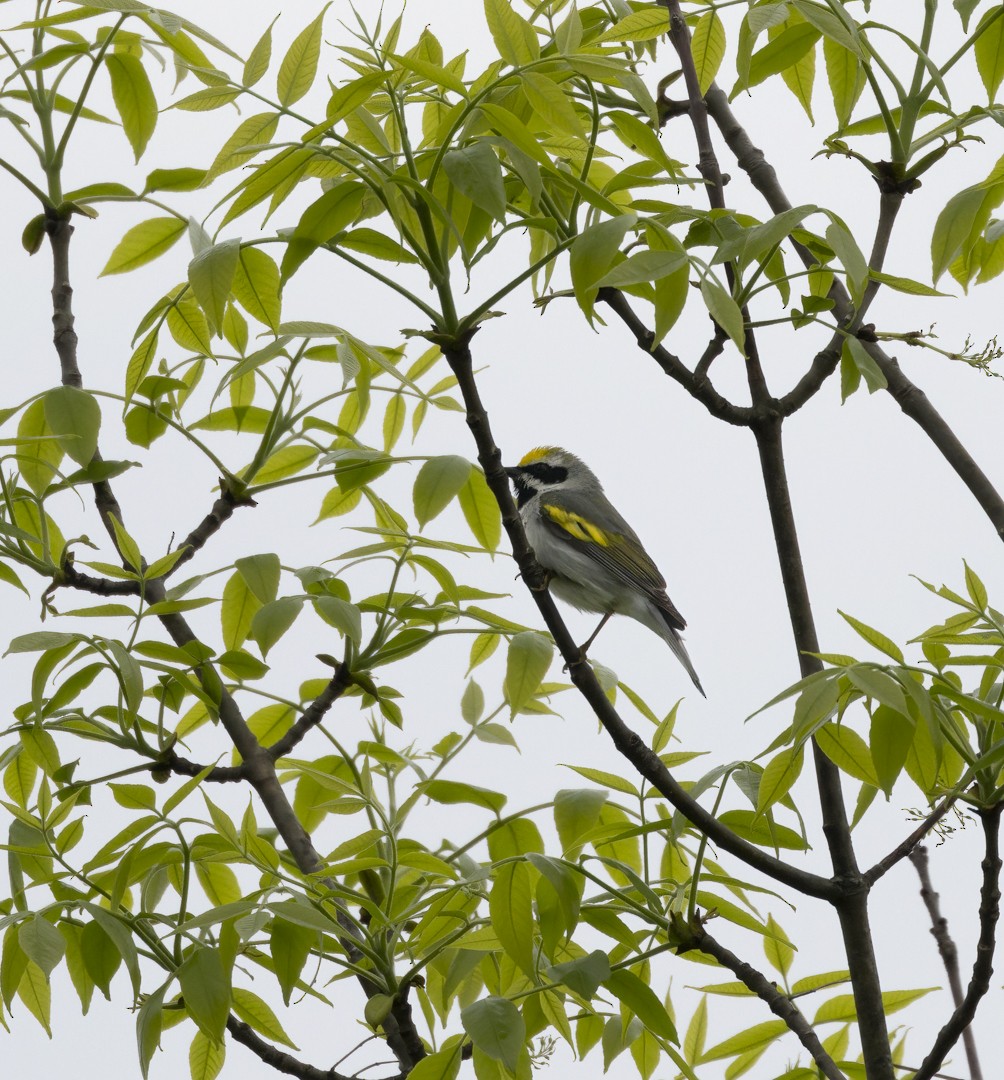 Golden-winged Warbler - ML619699756