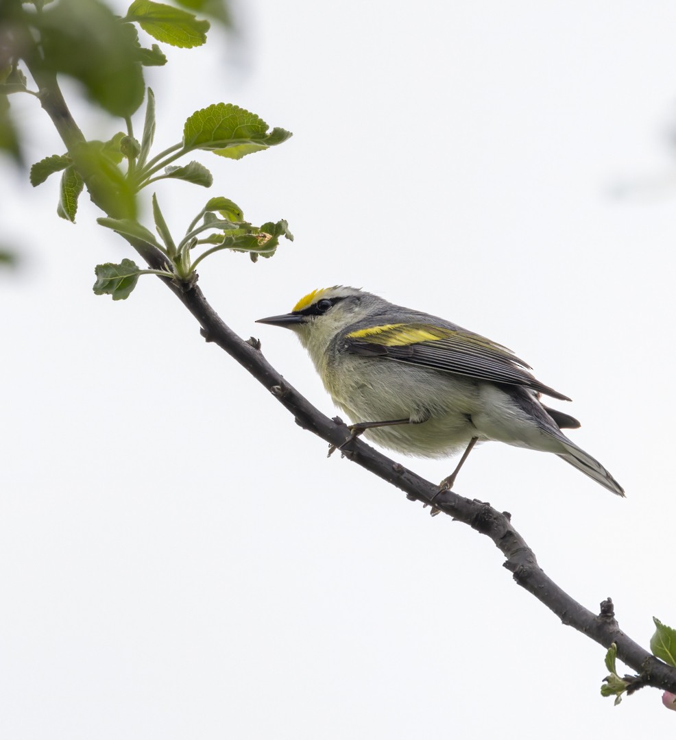 Brewster's Warbler (hybrid) - ML619699764