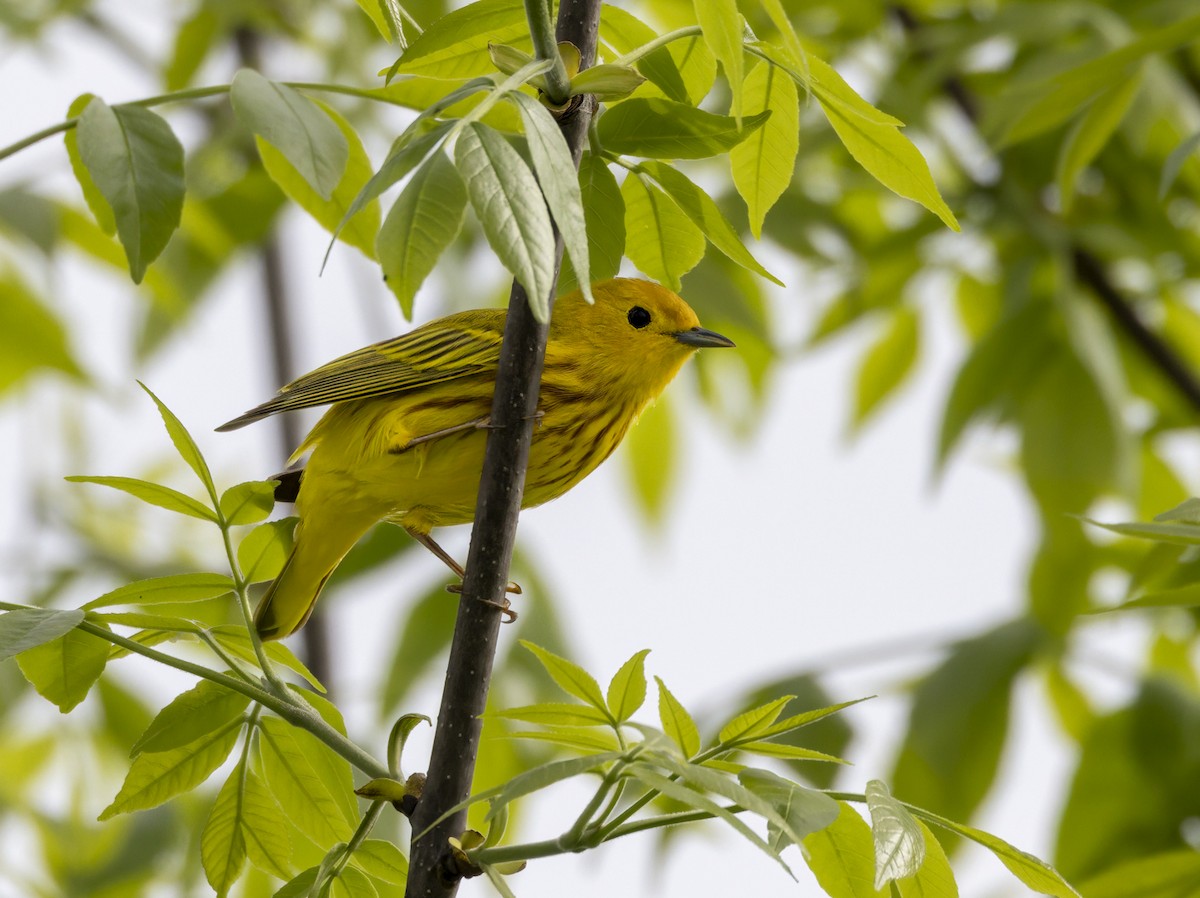 Yellow Warbler - ML619699766