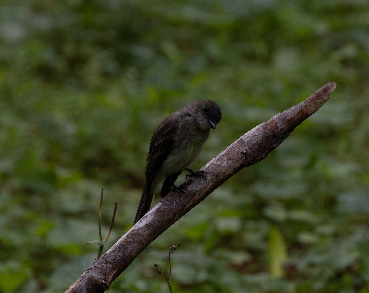 Eastern Phoebe - ML619699769