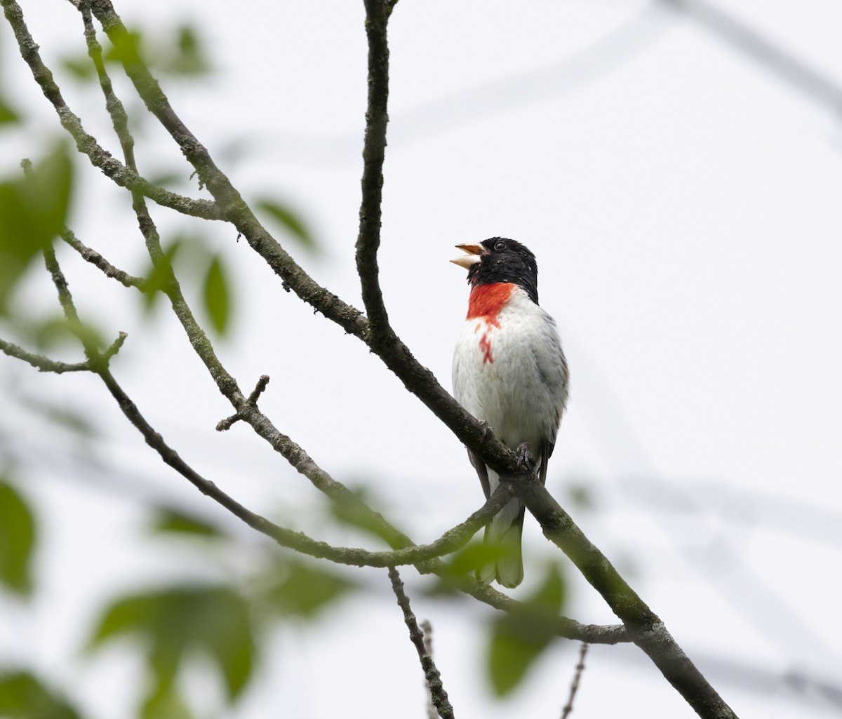 Rose-breasted Grosbeak - ML619699771