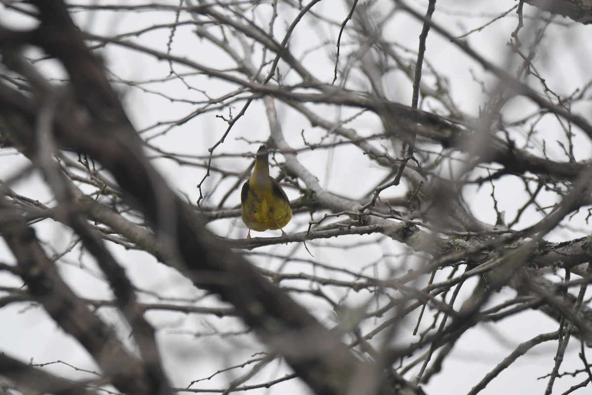 Connecticut/MacGillivray's/Mourning Warbler - ML619699813