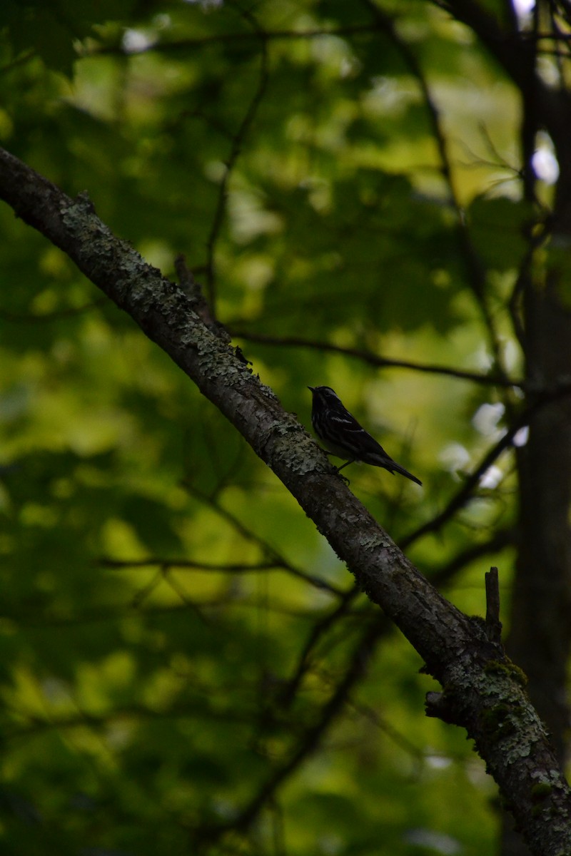 Black-and-white Warbler - ML619699830