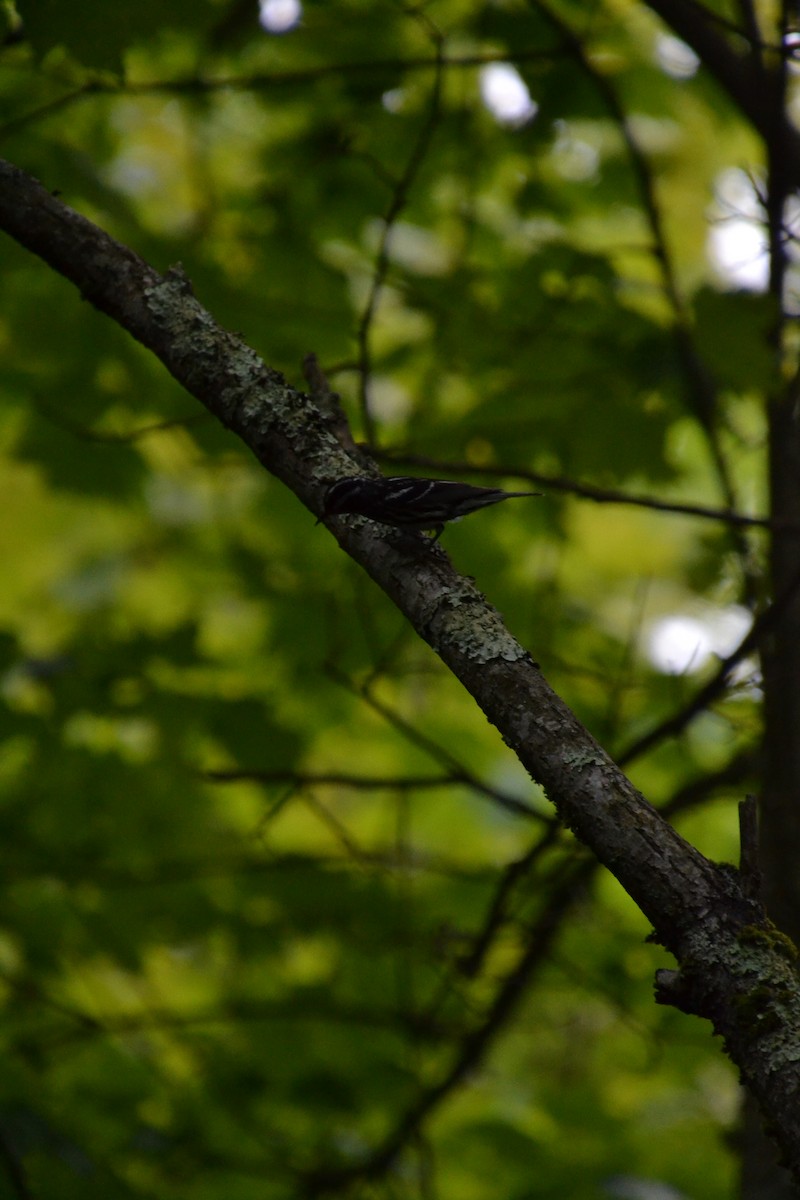 Black-and-white Warbler - ML619699832