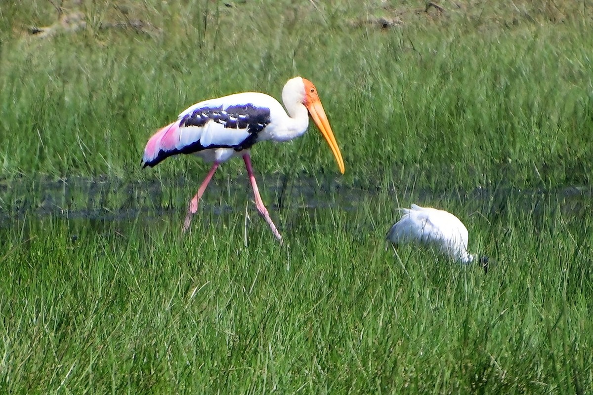 Painted Stork - ML619699834