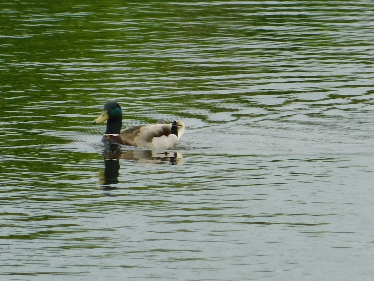 Canard colvert - ML619699849