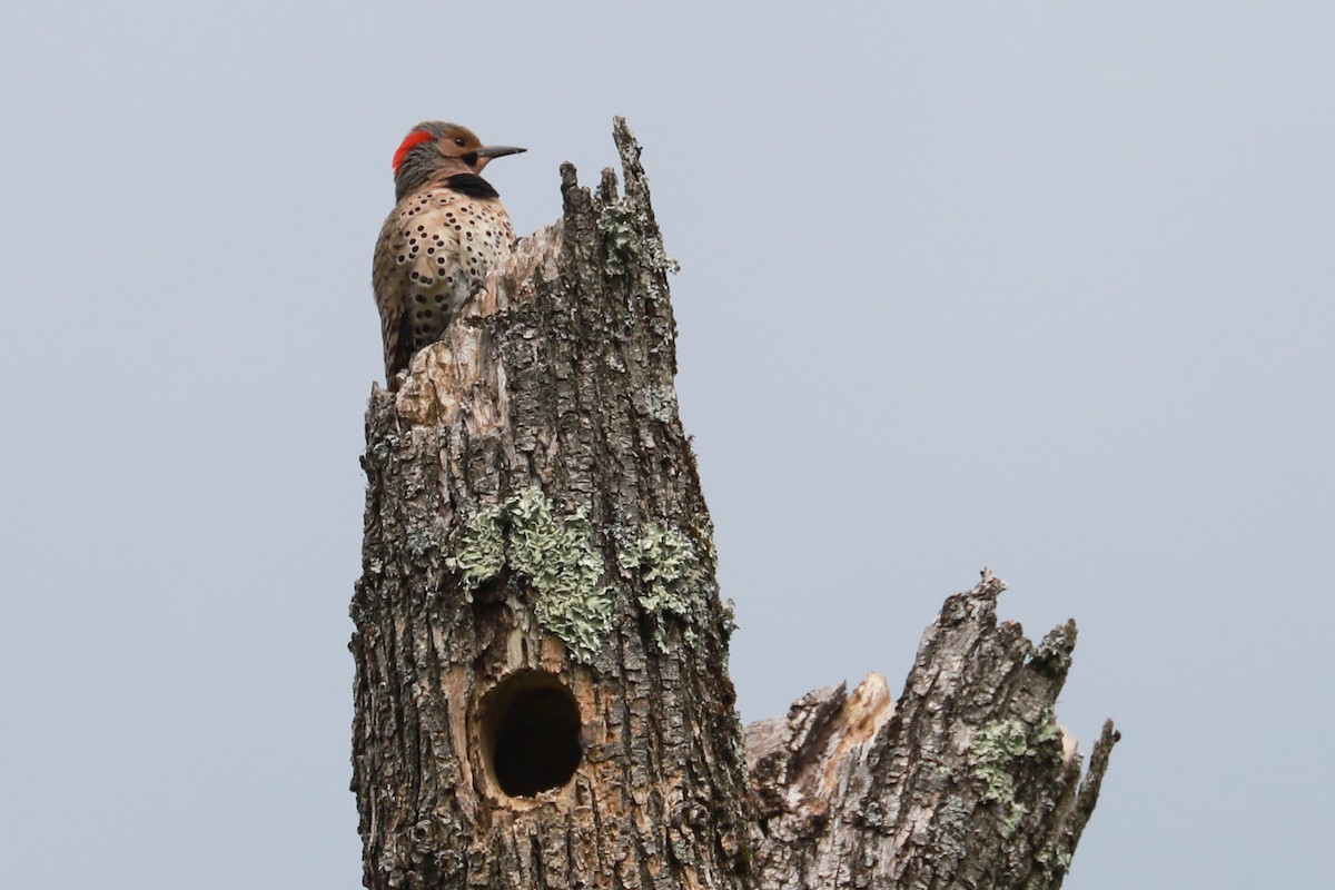 Northern Flicker - ML619699863