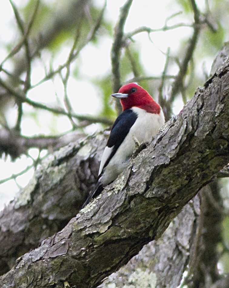 Red-headed Woodpecker - ML619699871