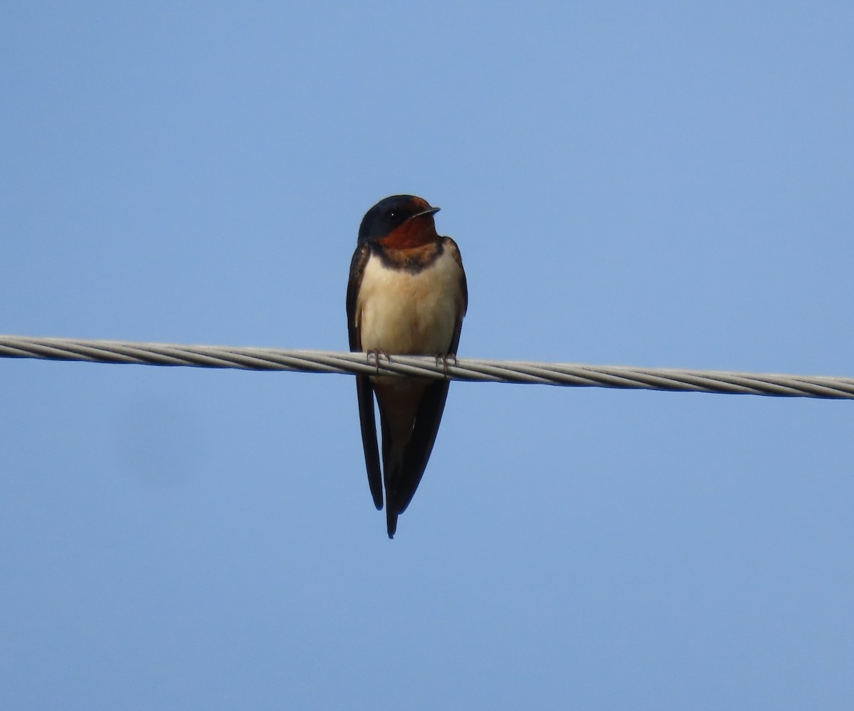 Barn Swallow - ML619699887