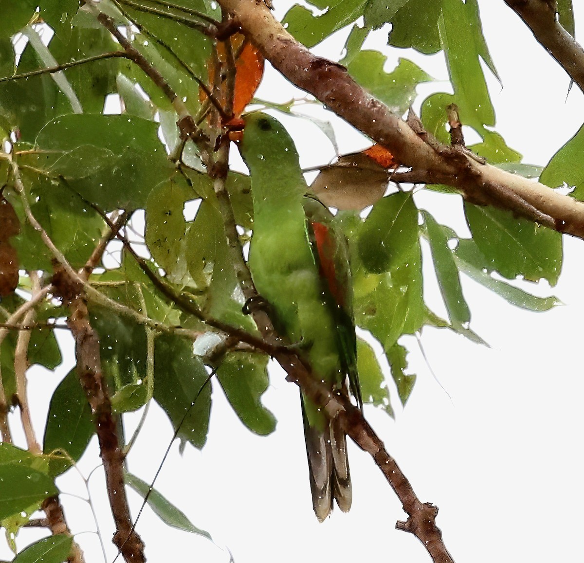 Red-winged Parrot - ML619699891