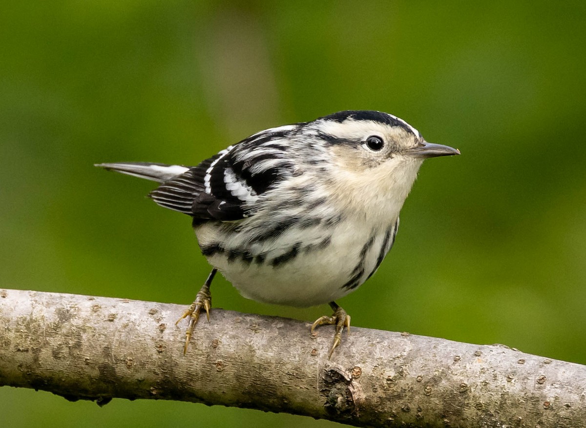 Black-and-white Warbler - ML619699892
