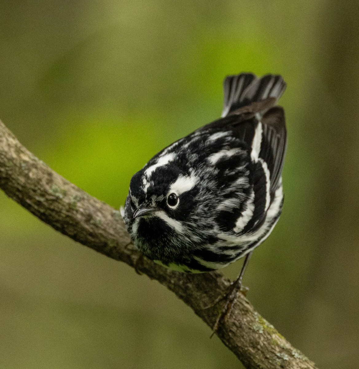Black-and-white Warbler - ML619699893