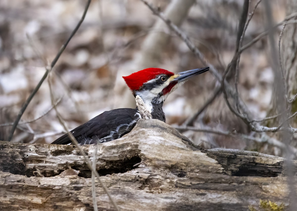 Pileated Woodpecker - ML619699897