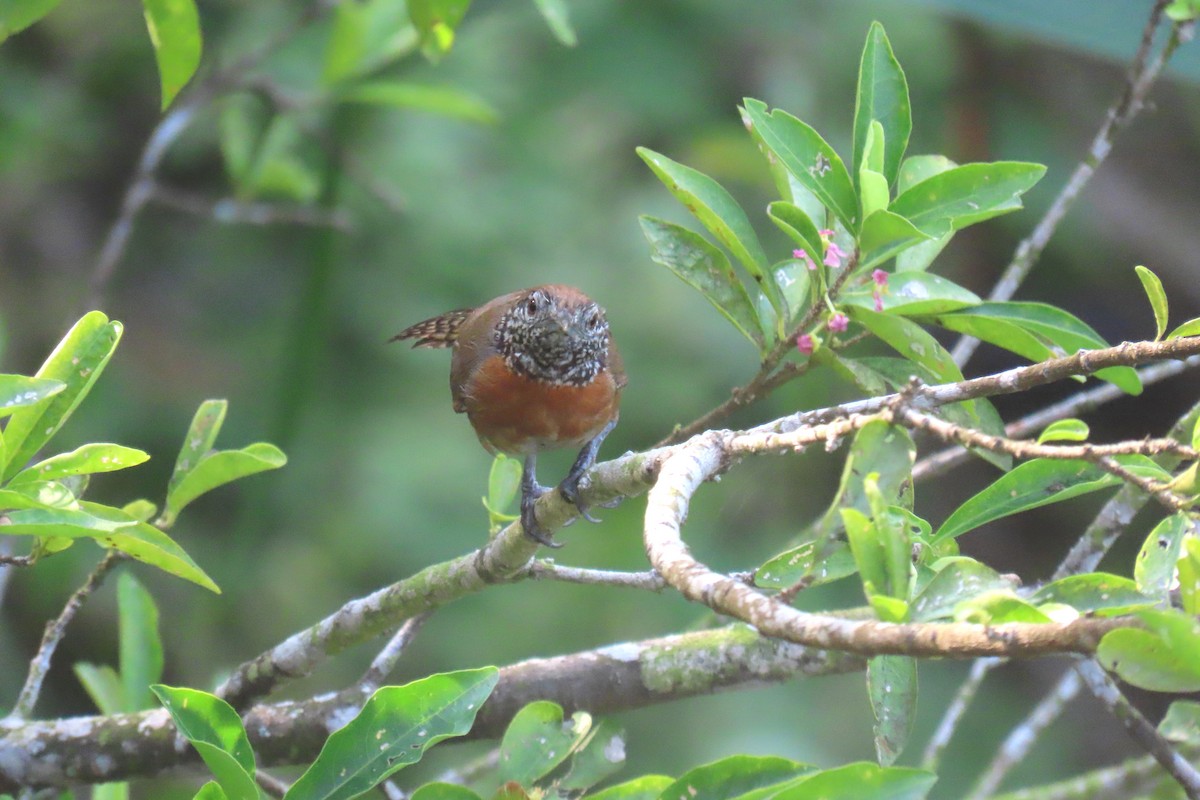 Rufous-breasted Wren - ML619699902