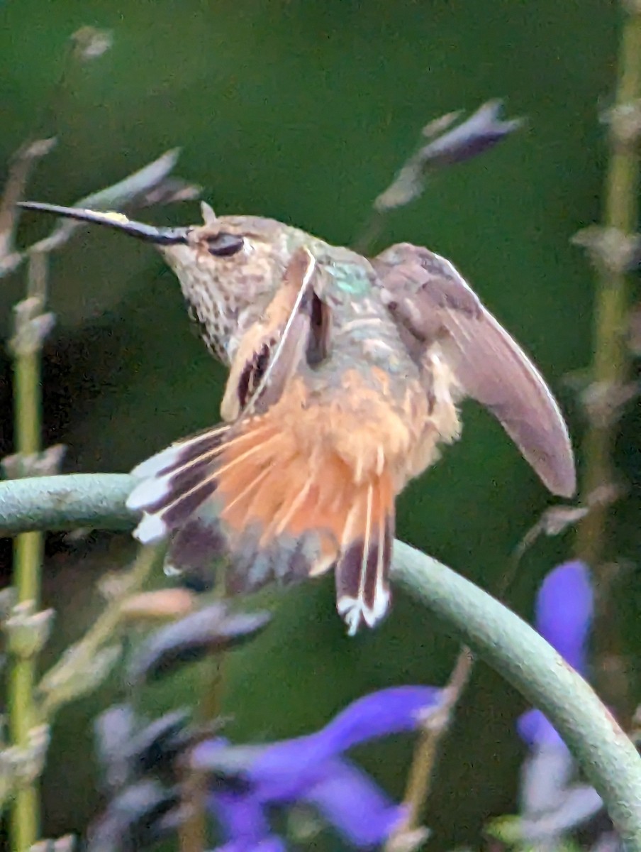 Allen's Hummingbird - ML619699906