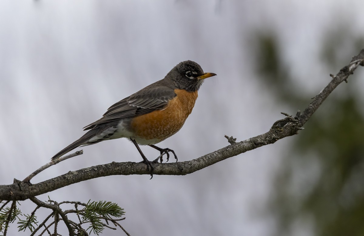 American Robin - Liette Desfosses