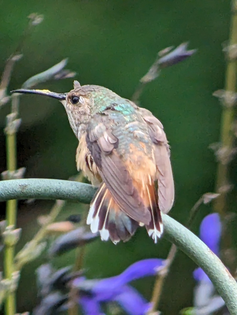 Allen's Hummingbird - ML619699912