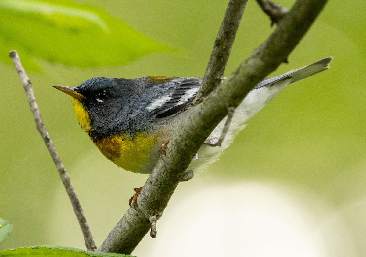 Northern Parula - ML619699925