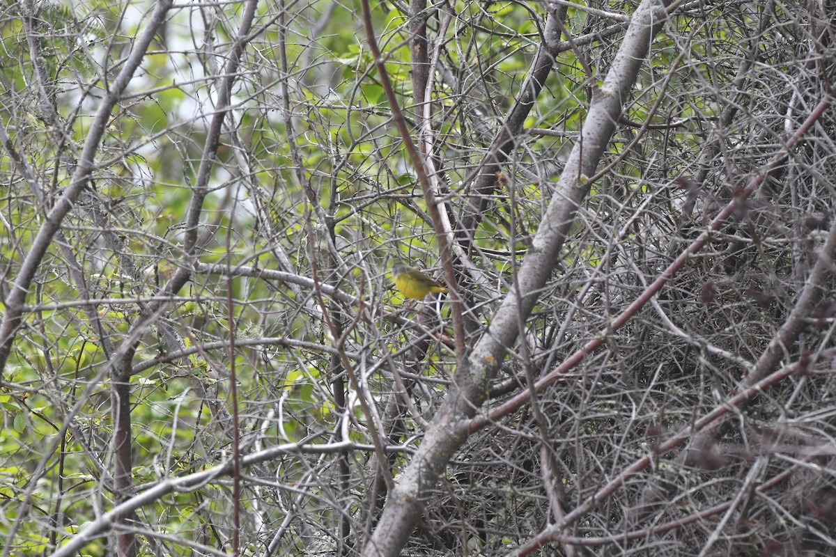 Paruline à gorge grise, P. des buissons ou P. triste - ML619699929