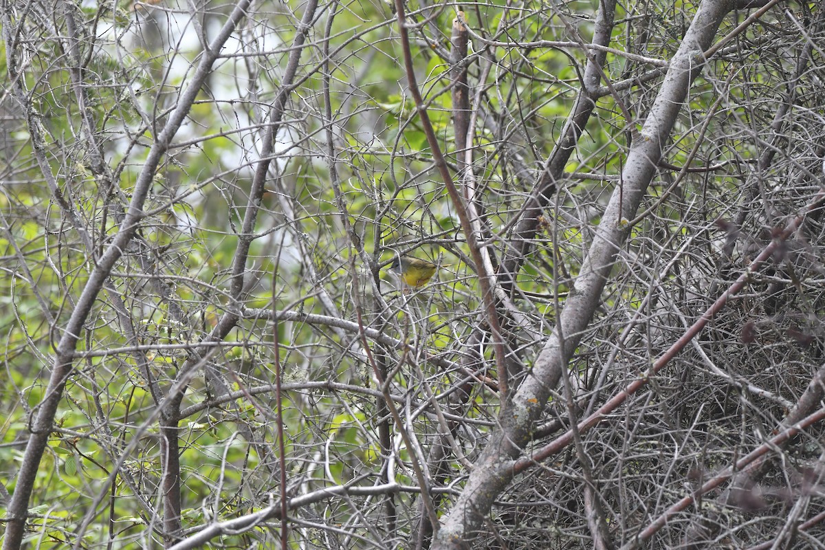 Connecticut/MacGillivray's/Mourning Warbler - ML619699930