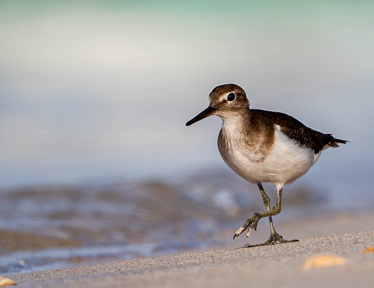 Common Sandpiper - ML619699942