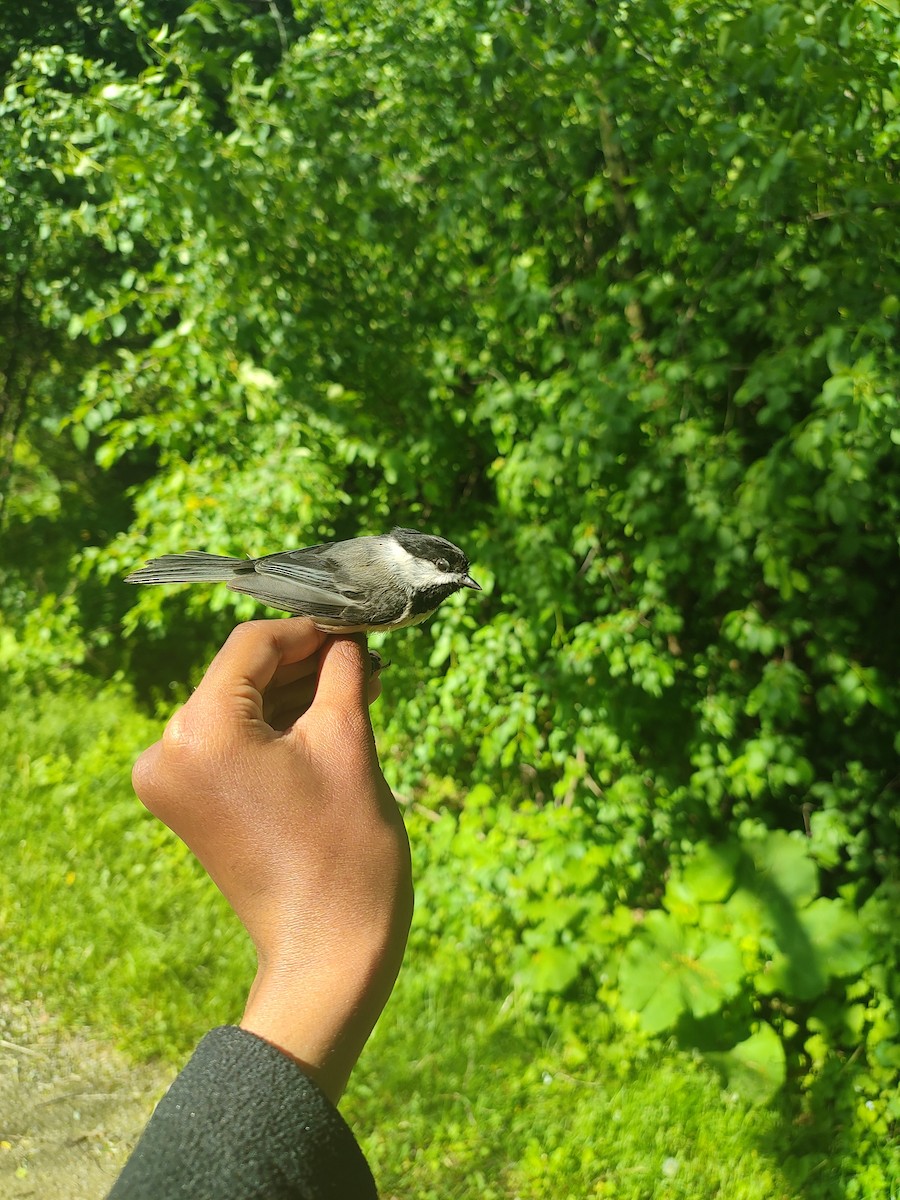 Black-capped Chickadee - ML619699945