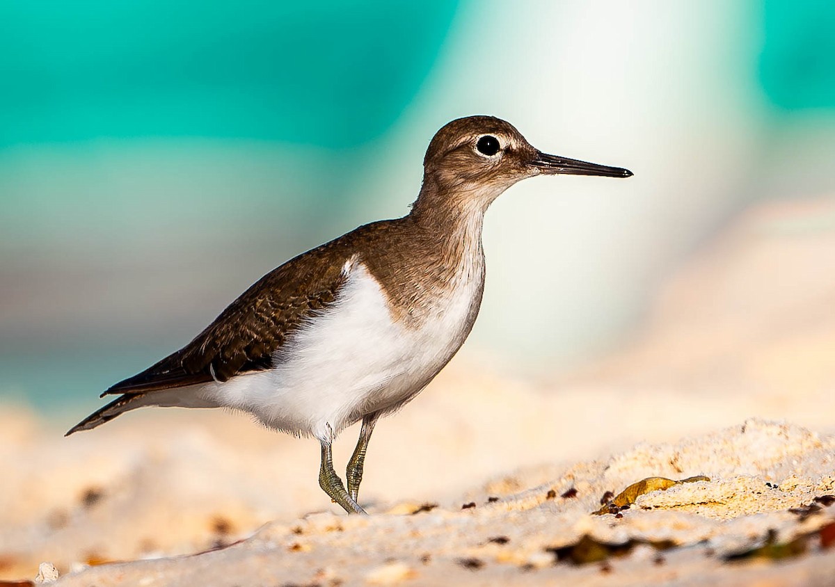 Common Sandpiper - ML619699949