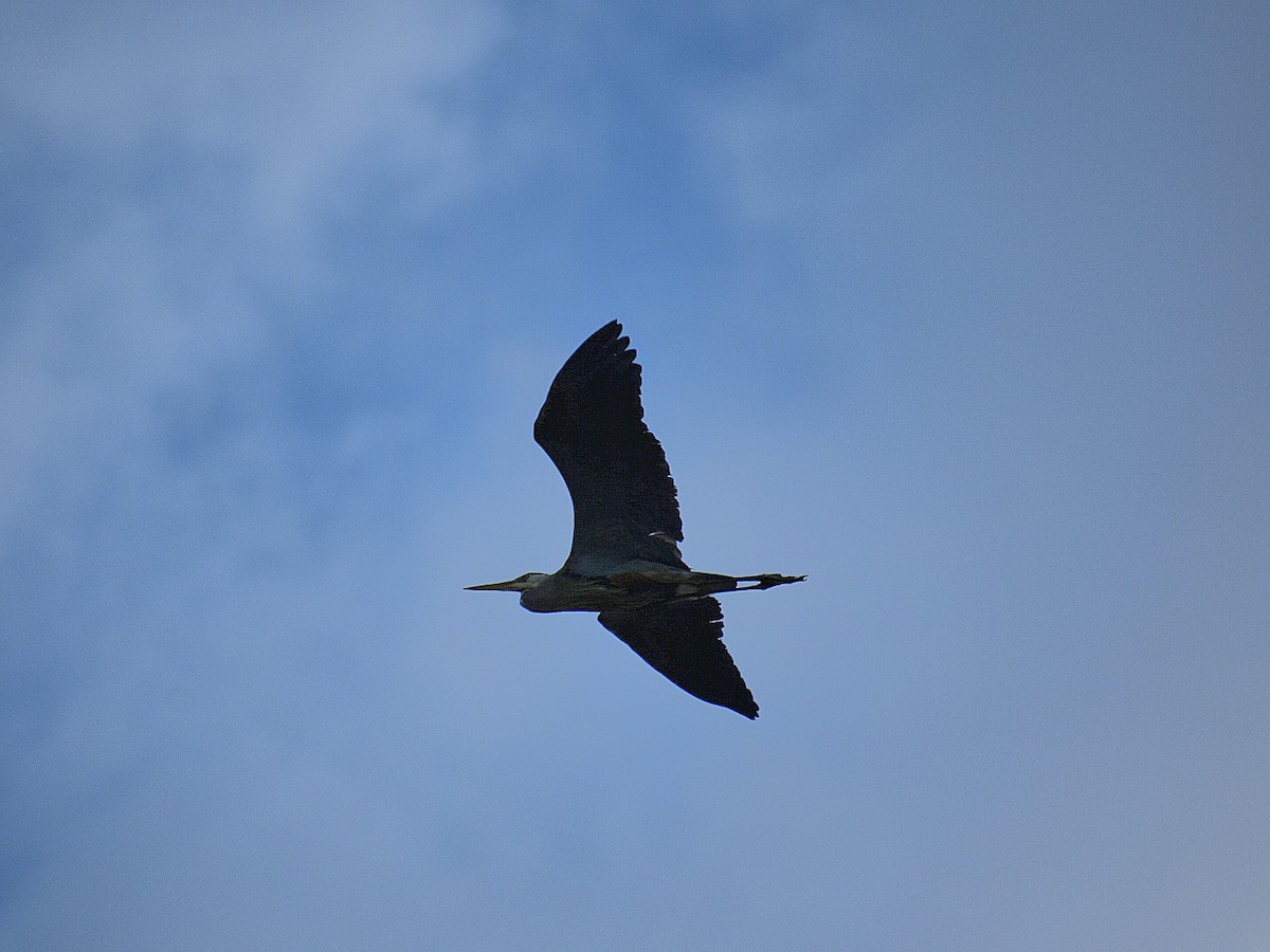 Great Blue Heron - ML619699950